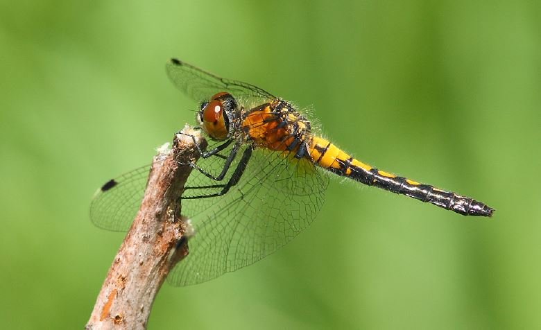 Dragonfly Photography